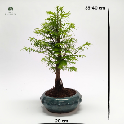 Metasequoia Bonsai P20
