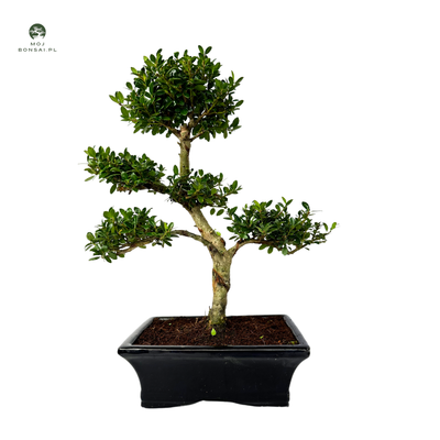 Ostrokrzew karbowany - ilex P20