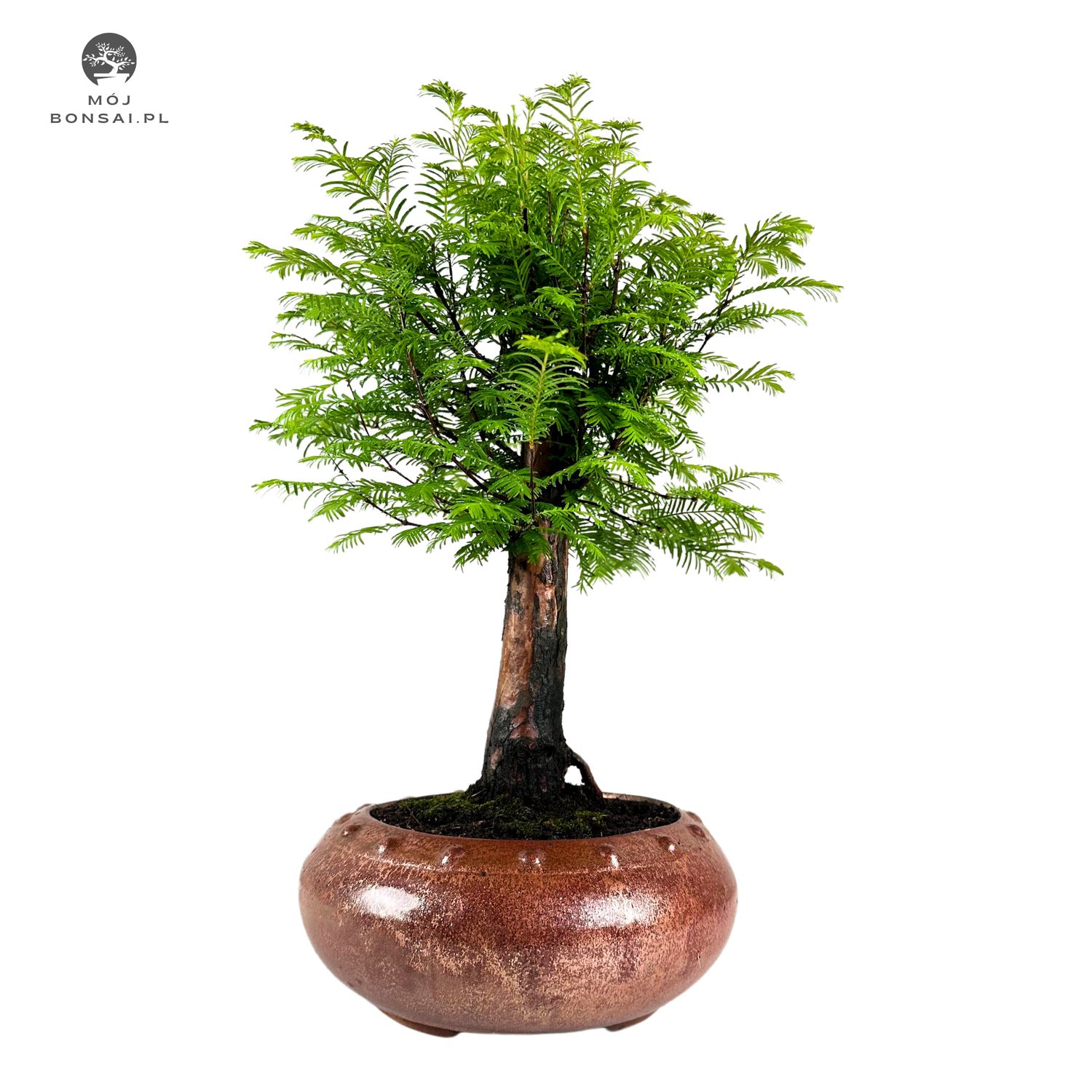 Metasequoia Bonsai P25