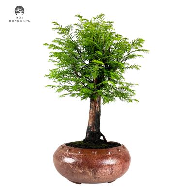 Metasequoia Bonsai P25