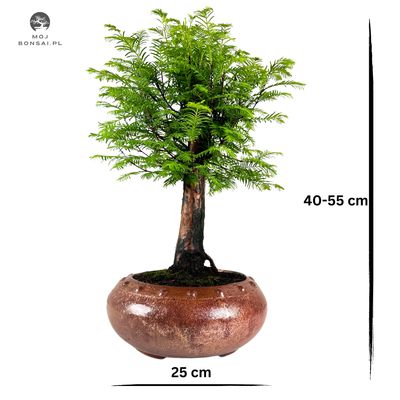 Metasequoia Bonsai P25