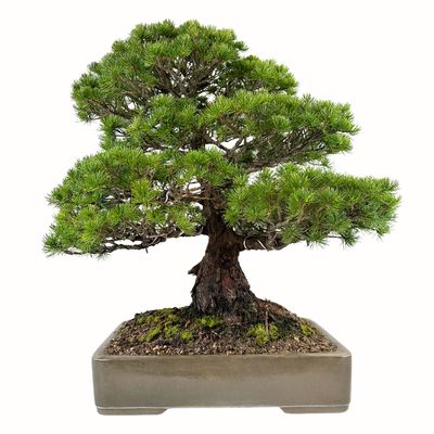 Sosna biała Japońska (Parviflora ) P43 H74
