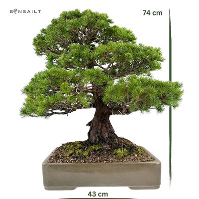 Sosna biała Japońska (Parviflora ) P43 H74
