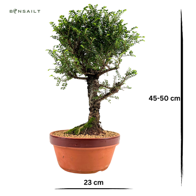 Ulmus Hokkaido bonsai P23