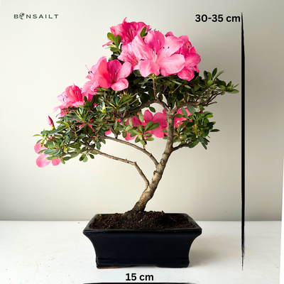 Azalia z różowymi kwiatami (Rhododendron pink) bonsai P15