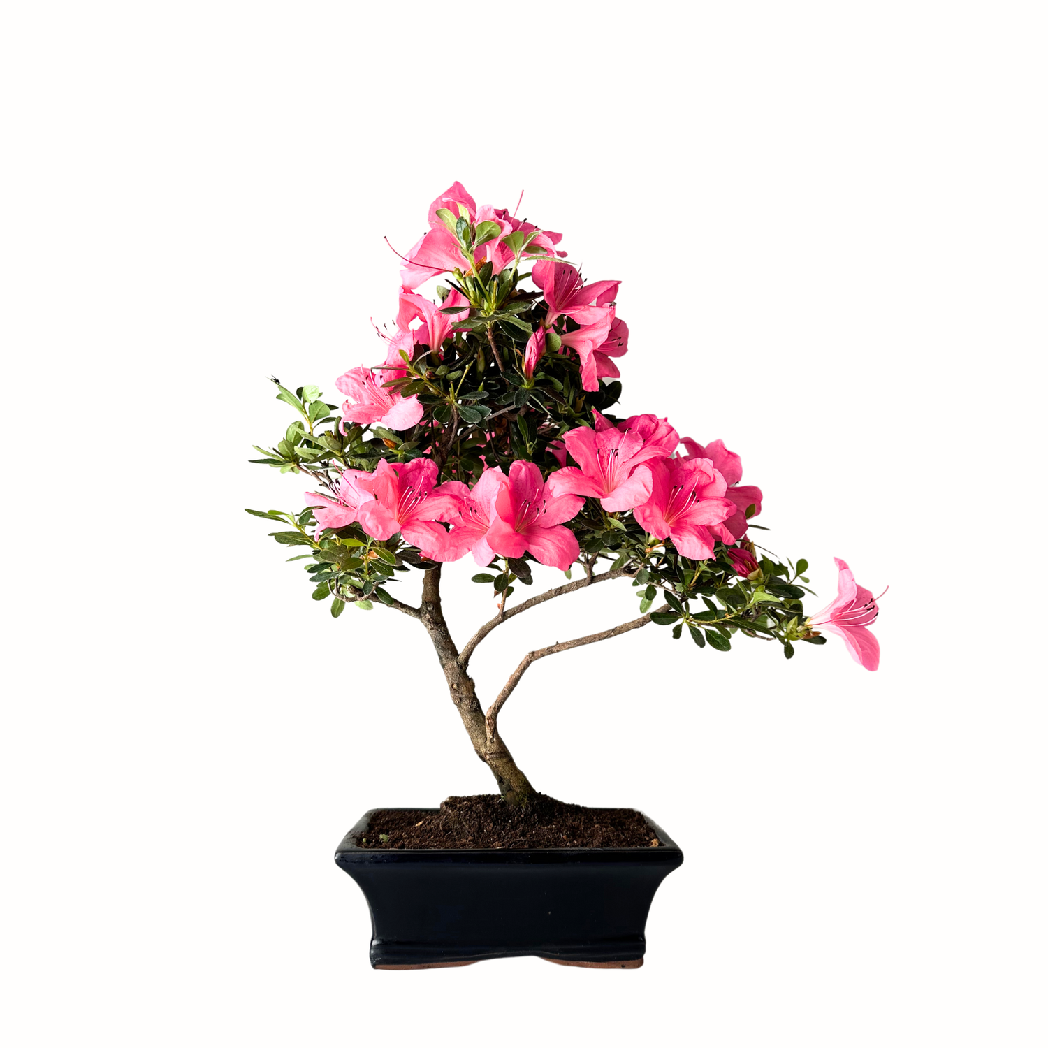 Azalia z różowymi kwiatami (Rhododendron pink) bonsai P15