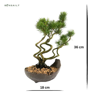 Sosna biała Japońska P18 x5