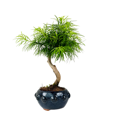 Modrzewnik chiński Pseudolarix Bonsai P13