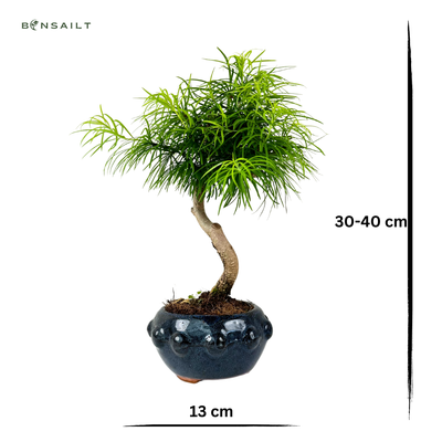 Modrzewnik chiński Pseudolarix Bonsai P13