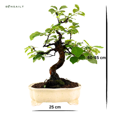 Pigwowiec chiński Bonsai - Pseudocydonia sinesis