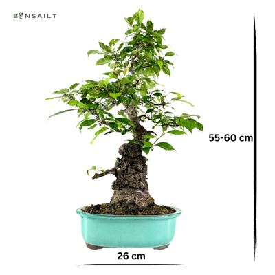 Ilex serrata z Japonii P26