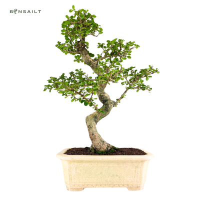 Carmona Bonsai Drzewo herbaciane w kształcie litery S P33