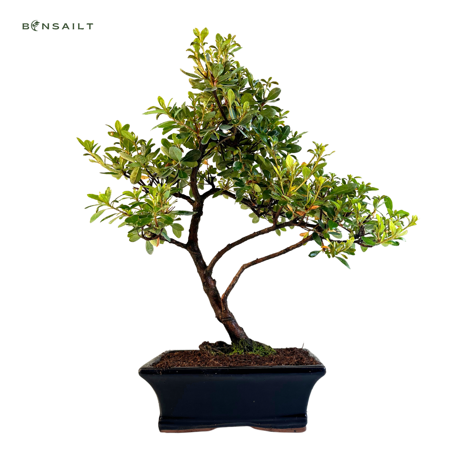 Azalia Bonsai (Rhododendron) P20