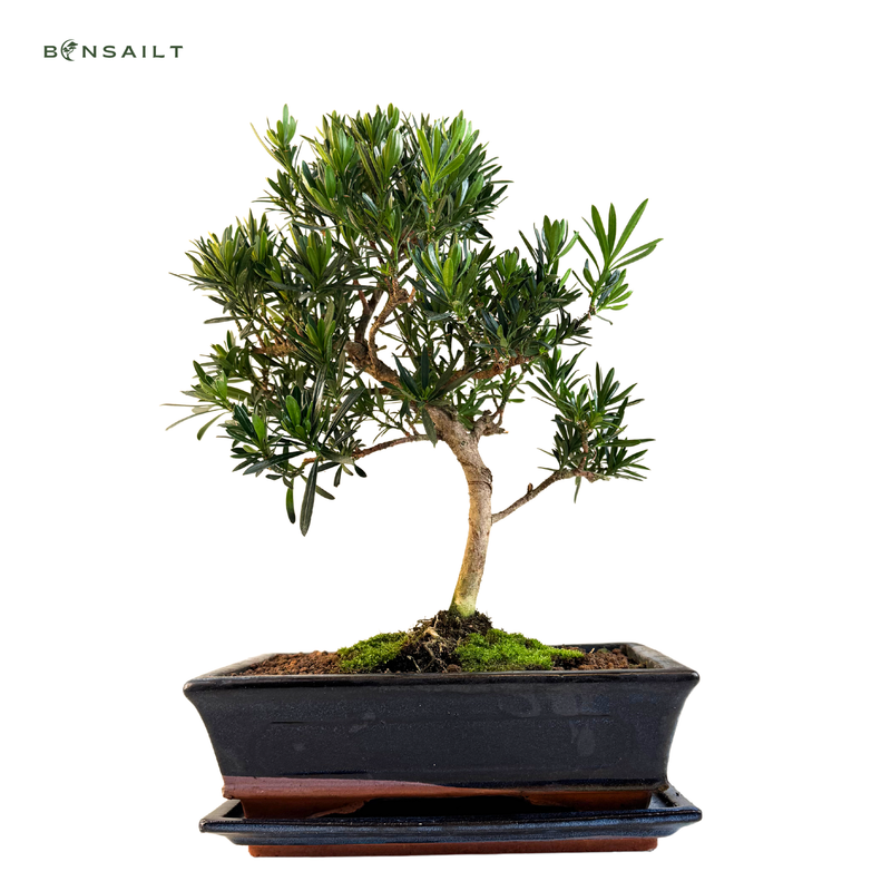 Podocarpus bonsai P25  S