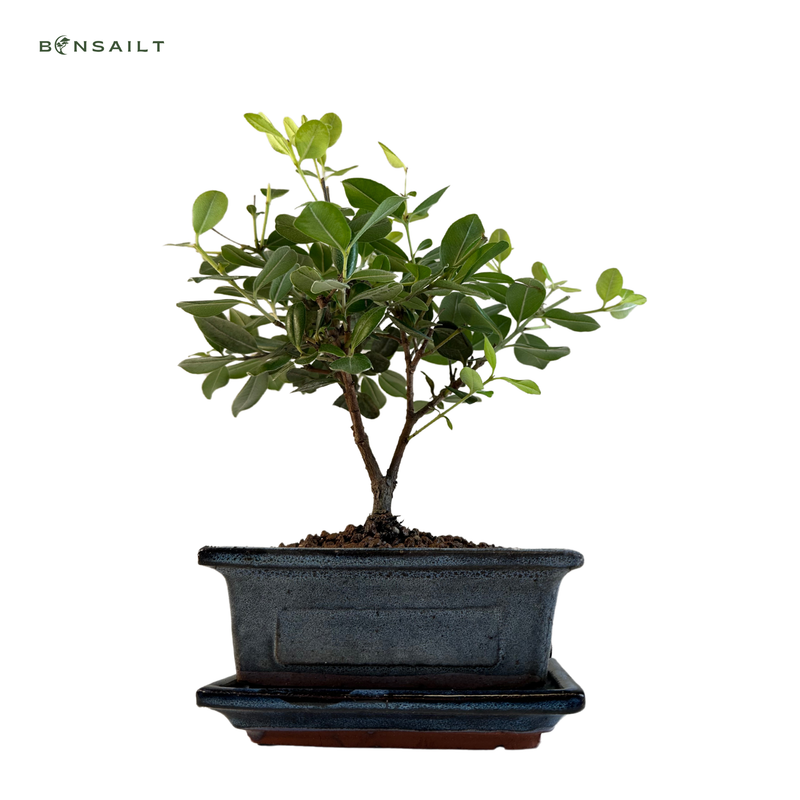 Metrosideros Bonsai P15