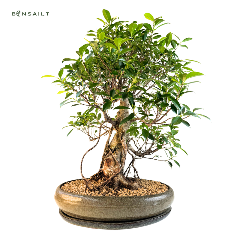 Ficus Bonsai P40 S  X1