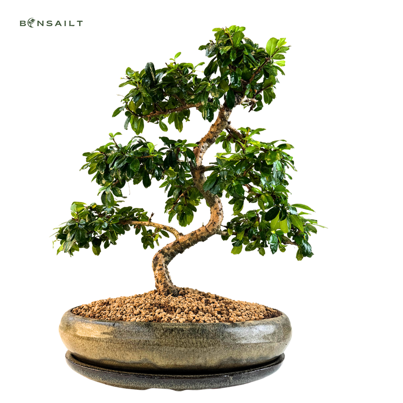 Carmona Bonsai Drzewo herbaciane w kształcie litery S P39