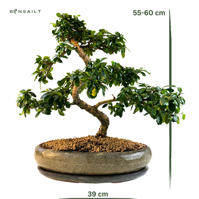 Carmona Bonsai Drzewo herbaciane w kształcie litery S P39