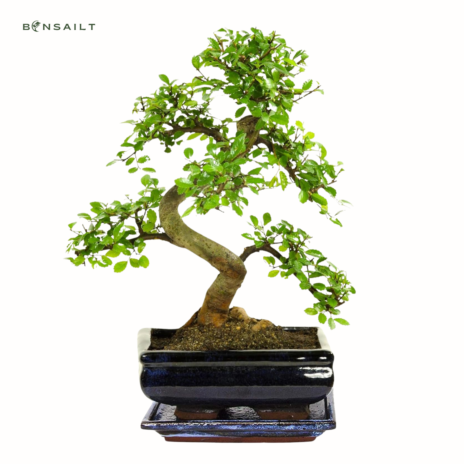 Ulmus Parvifolia bonsai (Chinese elm)  P20 S