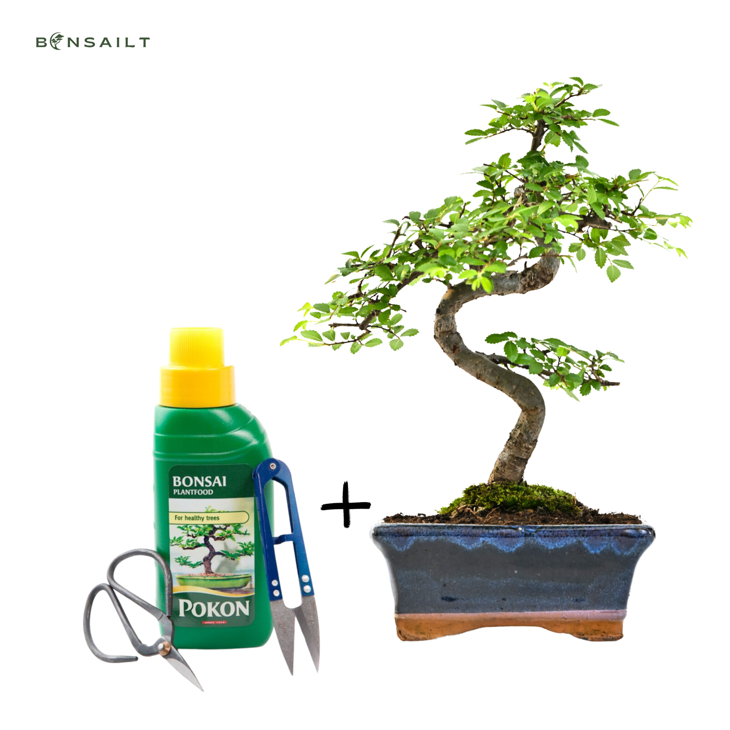 Ulmus Parvifolia bonsai (Chinese elm)  P15 S z obcinaczkami do liści, nożyczkami i nawozem do bonsai