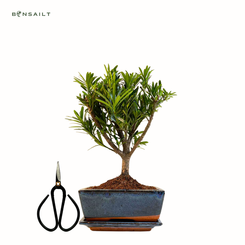 Podocarpus bonsai P15 z nożyczkami do bonsai