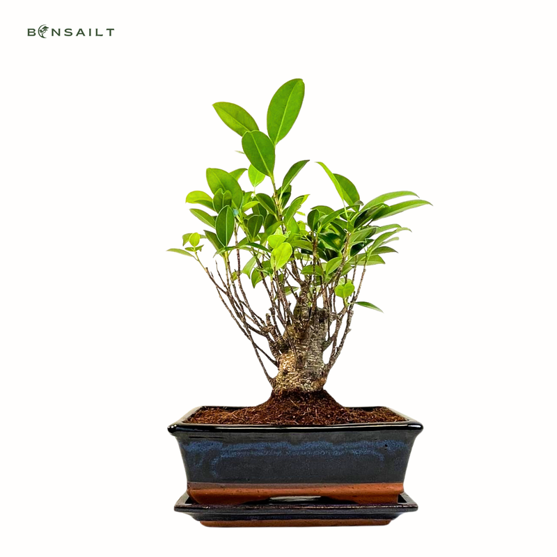 Ficus Bonsai P20