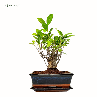 Ficus Bonsai P20