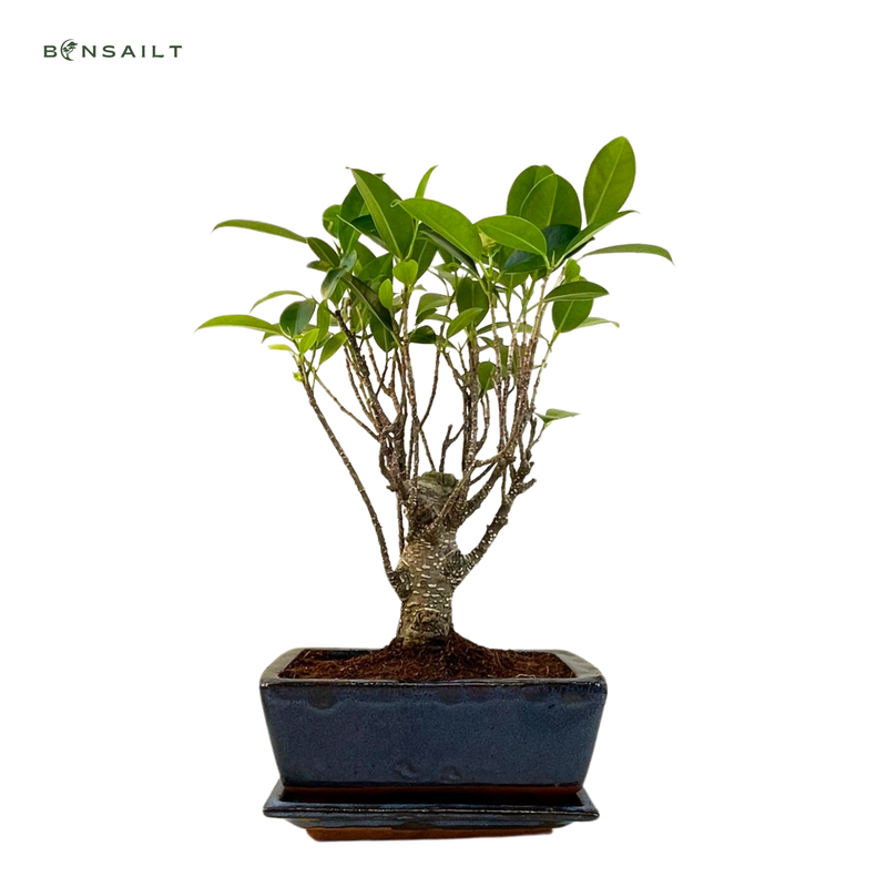 Ficus Bonsai P15 prosty