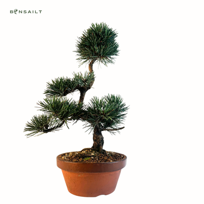 Bonsai z czarnej sosny  ( Japanese Black Pine Bonsai ) P20