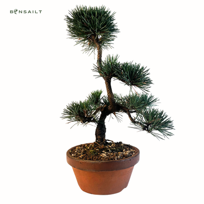Bonsai z czarnej sosny  ( Japanese Black Pine Bonsai ) P20