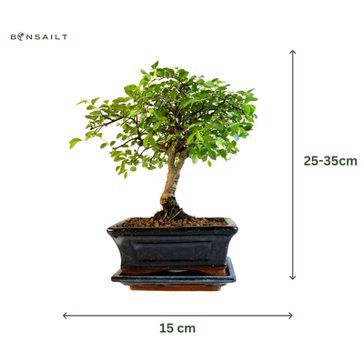 Ulmus Parvifolia bonsai (Chinese elm)  P15