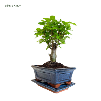Ligustrum P15  Privet bonsai
