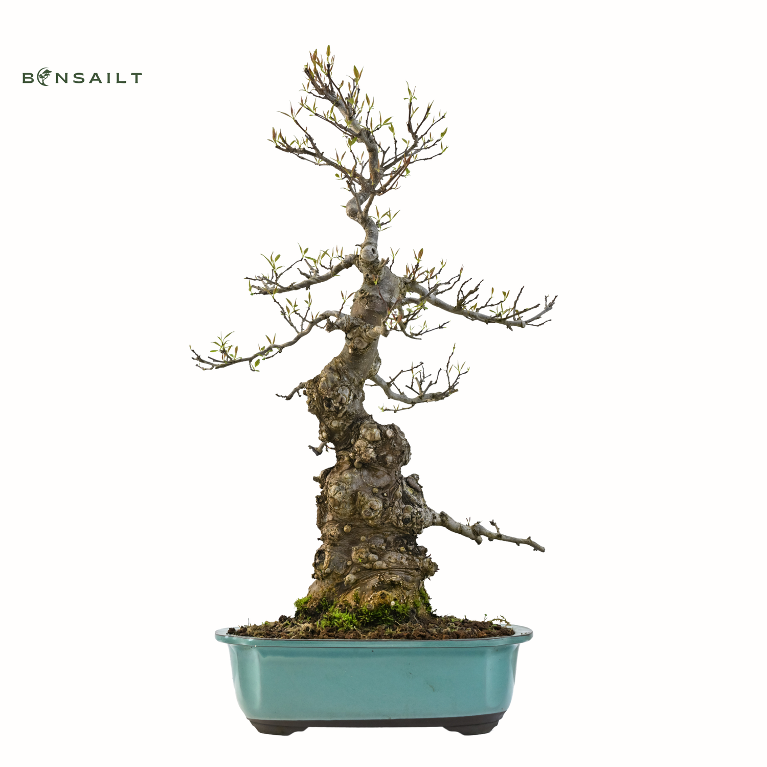 Ilex serrata z Japonii P26
