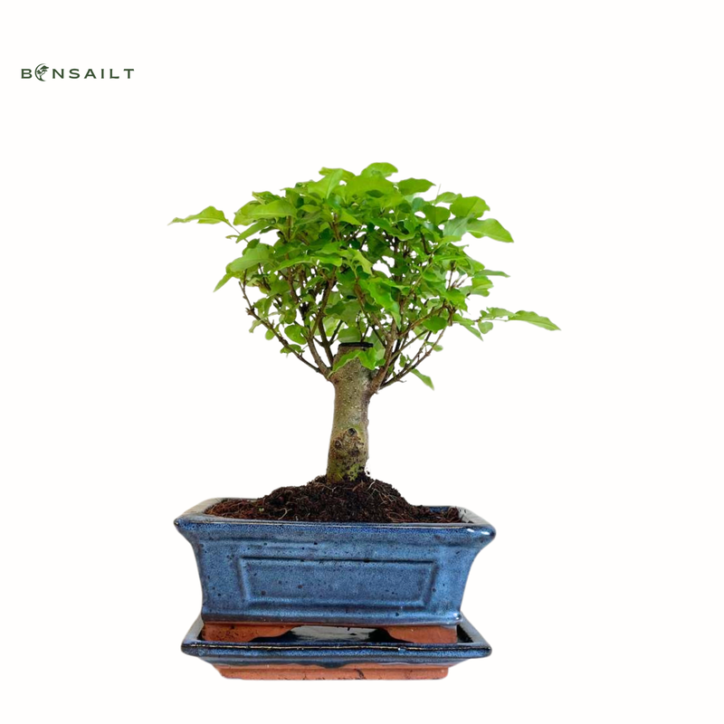 Ligustrum P15  Privet bonsai