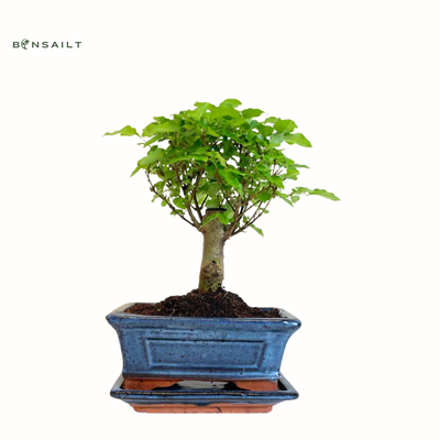 Ligustrum P15  Privet bonsai