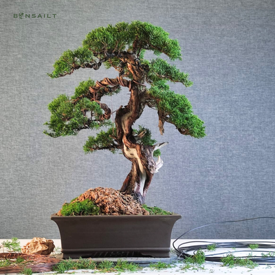 Jałowiec Chinensis Itoigawa Bonsai Special P31