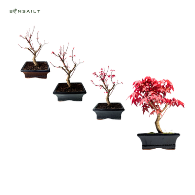 Bonsai Klon japoński Acer Deshojo P15