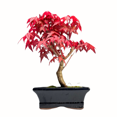 Bonsai Klon japoński Acer Deshojo P15