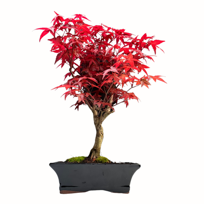 Bonsai Klon japoński Acer Deshojo P20
