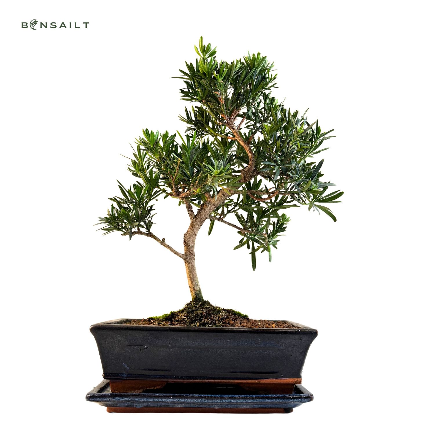 Podocarpus bonsai P25