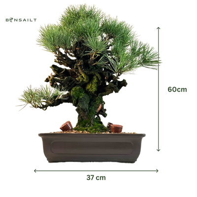 Bonsai Pinus Corticosa Thunbergii (Japońska sosna korkowa) P37