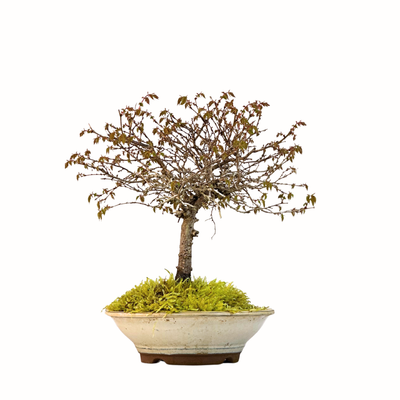 Zelkova Serrata Japoński drzewo bonsai P20