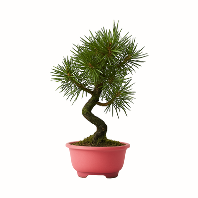 Sosna Thunberga bonsai (Pinus thunbergii) P12 różowy