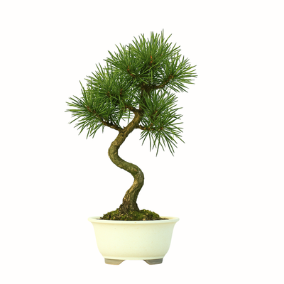 Sosna Thunberga bonsai (Pinus thunbergii) P12 krem