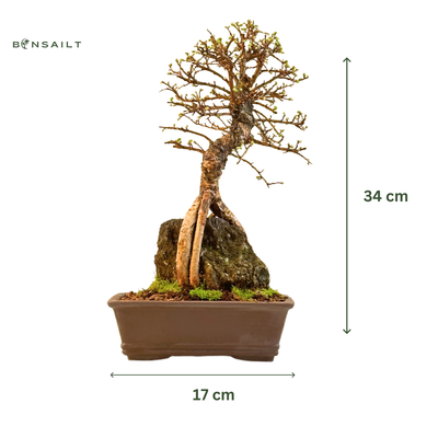 Ulmus parvifolia (Wiąz chiński) bonsai na skale – odmiana z korą korkową II