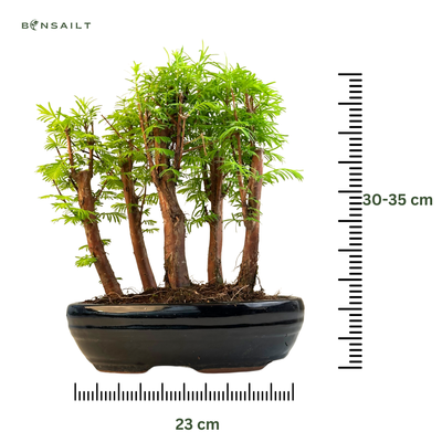 Las bonsai Metasequoia P23