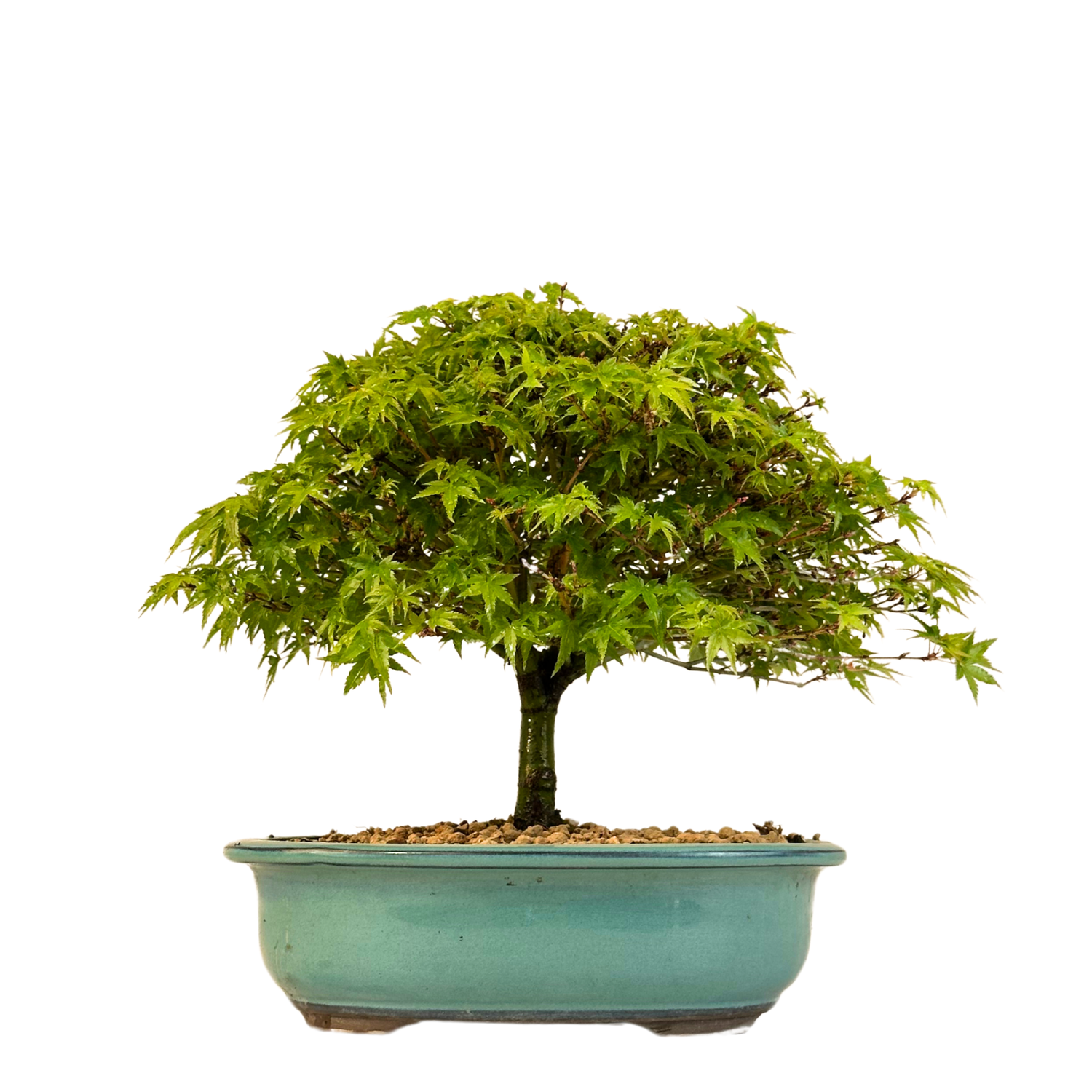 Bonsai Klon japoński - Kiyohime z Japonii