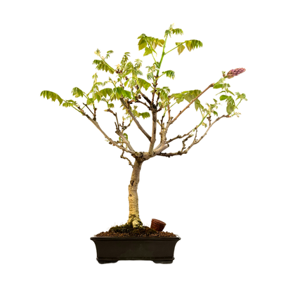 Wisteria floribunda bonsai P25 (CA-2541)