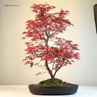 Japoński Acer Deshojo P35