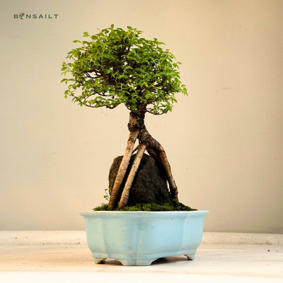 Ulmus parvifolia (Wiąz chiński) bonsai na skale – odmiana z korą korkową